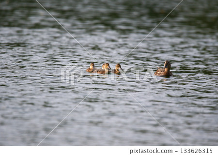 Female Mallard with four ducklings floating on lake near Regensburg in spring 133626315