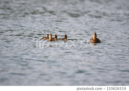 Female Mallard with four ducklings floating on lake near Regensburg in spring Female Mallard with four ducklings floating on lake near Regensburg in spring 133626319