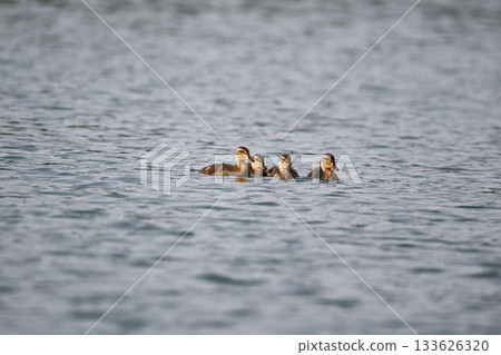 Female Mallard with four ducklings floating on lake near Regensburg in spring Female Mallard with four ducklings floating on lake near Regensburg in spring 133626320