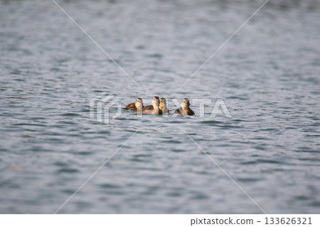 Female Mallard with four ducklings floating on lake near Regensburg in spring 133626321