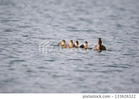 Female Mallard with four ducklings floating on lake near Regensburg in spring Female Mallard with four ducklings floating on lake near Regensburg in spring 133626322