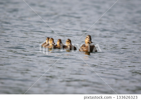 Female Mallard with four ducklings floating on lake near Regensburg in spring Female Mallard with four ducklings floating on lake near Regensburg in spring 133626323