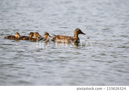 Female Mallard with four ducklings floating on lake near Regensburg in spring 133626324