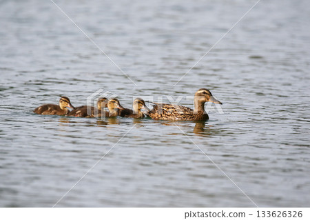 Female Mallard with four ducklings floating on lake near Regensburg in spring Female Mallard with four ducklings floating on lake near Regensburg in spring 133626326