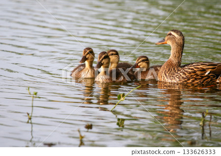 Female Mallard with four ducklings floating on lake near Regensburg in spring Female Mallard with four ducklings floating on lake near Regensburg in spring 133626333