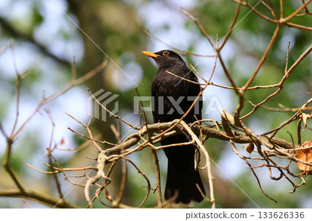 Common Blackbird Turdus Merula Sitting on Tree Branch in Spring Park Common Blackbird Turdus Merula Sitting on Tree Branch in Spring Park 133626336