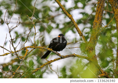 Common Blackbird Turdus Merula Sitting on Tree Branch in Spring Park Common Blackbird Turdus Merula Sitting on Tree Branch in Spring Park 133626340