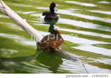 Pair of tufted pochard ducks floating peacefully on lake near Regensburg in spring 133626341