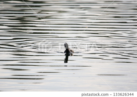 Eurasian Coot Floating on Green Lake Water Near Regensburg in Spring 133626344