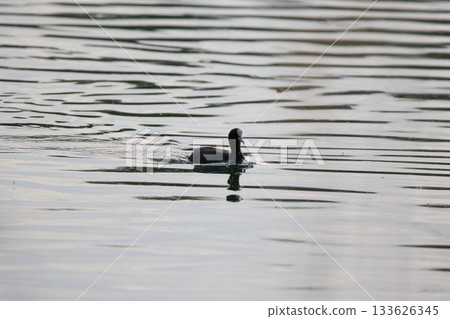 Eurasian Coot Floating on Green Lake Water Near Regensburg in Spring 133626345
