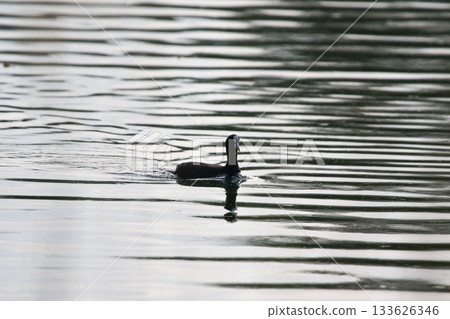 Eurasian Coot Floating on Green Lake Water Near Regensburg in Spring Eurasian Coot Floating on Green Lake Water Near Regensburg in Spring 133626346