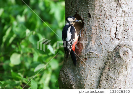 Great Spotted Woodpecker Dendrocopos Major Searching for Food on Tree Trunk 133626360