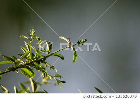 Emerald Damselfly (Lestes sponsa) resting on lakeside vegetation in bright sunlight 133626370