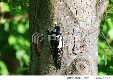 Great Spotted Woodpecker Dendrocopos Major Searching for Food on Tree Trunk 133626376