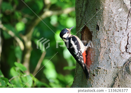 Great Spotted Woodpecker Dendrocopos Major Searching for Food on Tree Trunk 133626377