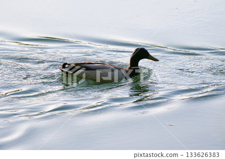 Mallard floating on green lake water near Regensburg in spring Mallard floating on green lake water near Regensburg in spring 133626383