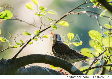 Fieldfare bird resting calmly on tree branch during spring season 133626384