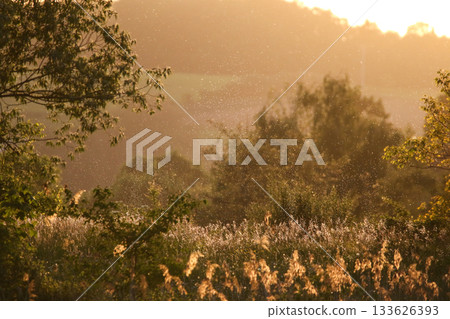 Golden hour midge swarm appearing like smoke in warm sunrise or sunset light 133626393