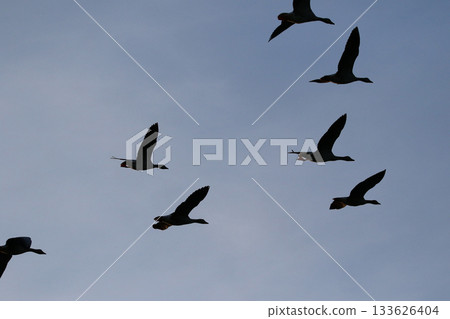 Greylag Goose silhouette flying in vibrant evening sky near Regensburg spring Greylag Goose silhouette flying in vibrant evening sky near Regensburg spring 133626404