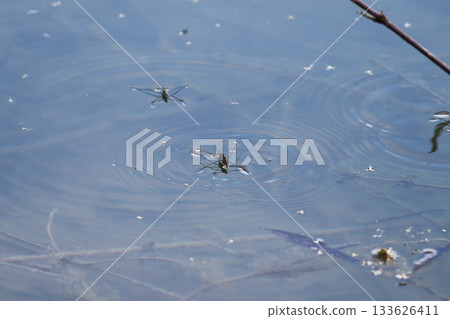 Close-up of water striders gliding on blue water surface with circular ripples Close-up of water striders gliding on blue water surface with circular ripples 133626411