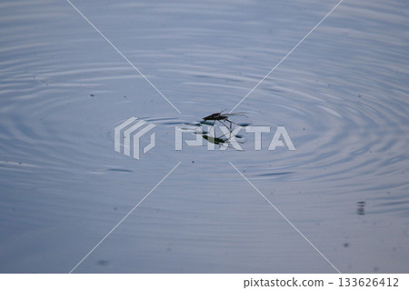 Close-up of water striders gliding on blue water surface with circular ripples Close-up of water striders gliding on blue water surface with circular ripples 133626412