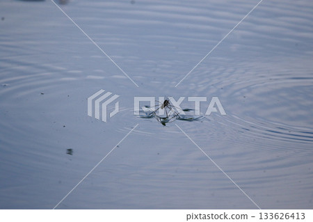 Close-up of water striders gliding on blue water surface with circular ripples Close-up of water striders gliding on blue water surface with circular ripples 133626413
