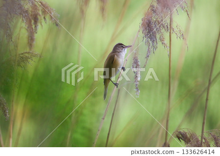 Reed warbler perched on dry stem near Regensburg lake in spring 133626414