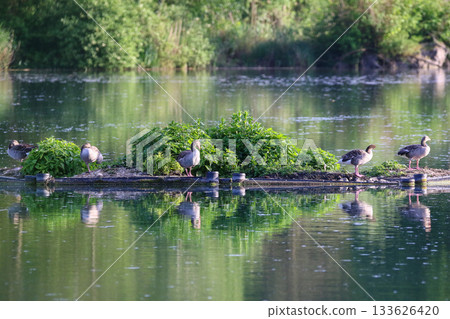 Six wild greylag geese resting on floating island in calm lake near Regensburg Six wild greylag geese resting on floating island in calm lake near Regensburg 133626420