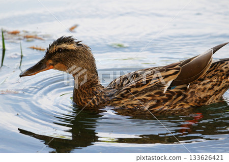 Female wild duck swimming peacefully with circular ripples in calm water 133626421