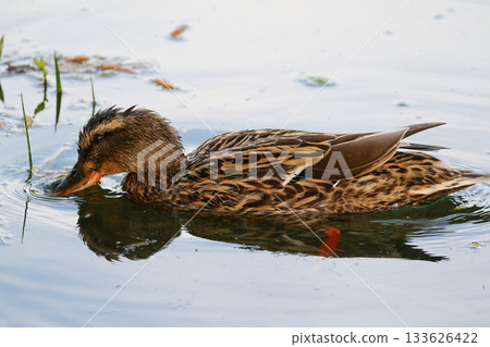 Female wild duck swimming peacefully with circular ripples in calm water 133626422