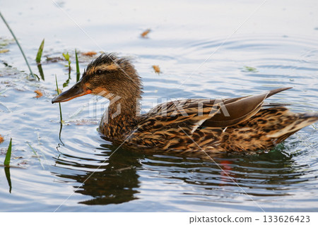 Female wild duck swimming peacefully with circular ripples in calm water Female wild duck swimming peacefully with circular ripples in calm water 133626423