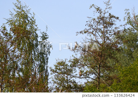 Grey heron perched on dry tree branches against clear blue sky 133626424