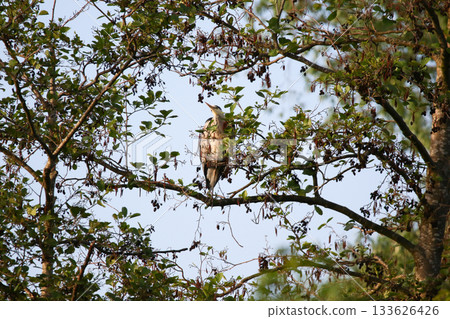 Grey heron perched on dry tree branches against clear blue sky 133626426