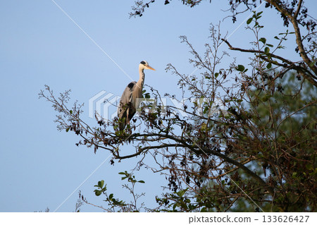 Grey heron perched on dry tree branches against clear blue sky 133626427