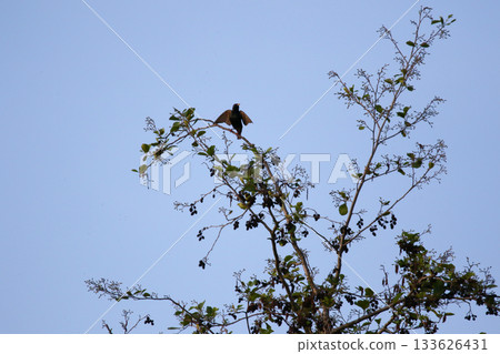 Common Blackbird Turdus Merula Sitting on Tree Branch in Spring Park Common Blackbird Turdus Merula Sitting on Tree Branch in Spring Park 133626431