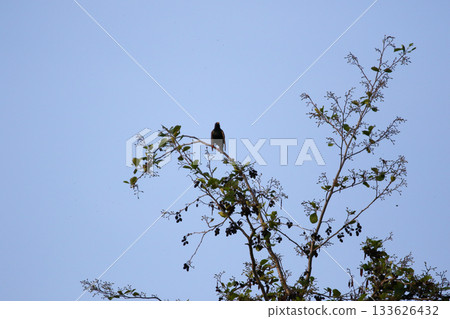 Common Blackbird Turdus Merula Sitting on Tree Branch in Spring Park Common Blackbird Turdus Merula Sitting on Tree Branch in Spring Park 133626432