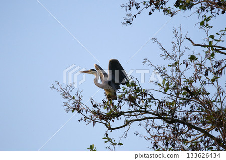 Grey heron flying with wings spread against clear blue sky 133626434