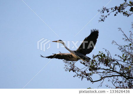 Grey heron flying with wings spread against clear blue sky 133626436