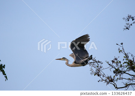 Grey heron flying with wings spread against clear blue sky 133626437