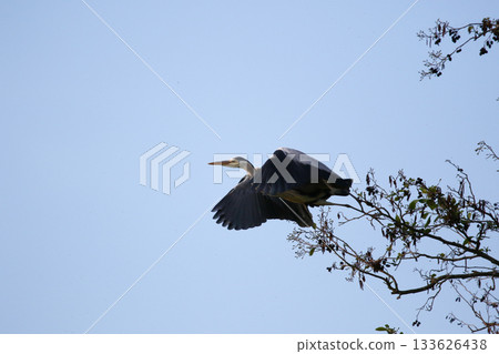 Grey heron flying with wings spread against clear blue sky 133626438