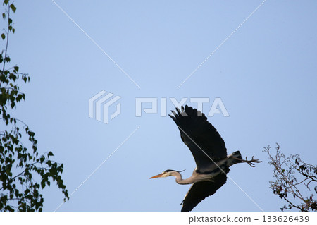 Grey heron flying with wings spread against clear blue sky Grey heron flying with wings spread against clear blue sky 133626439