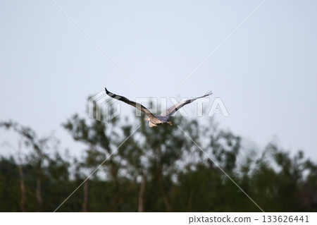 Grey heron flying with wings spread against clear blue sky Grey heron flying with wings spread against clear blue sky 133626441