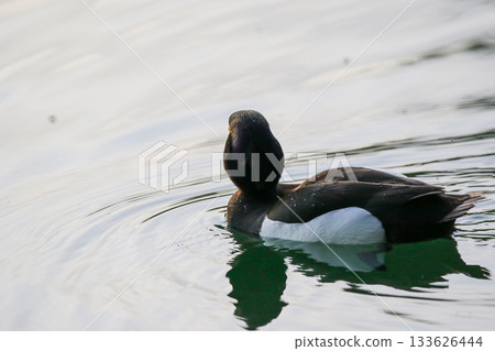 Silhouette of a female tufted duck swimming against a bright sky 133626444