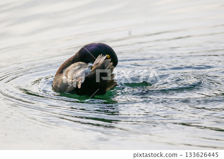 Silhouette of a female tufted duck swimming against a bright sky 133626445
