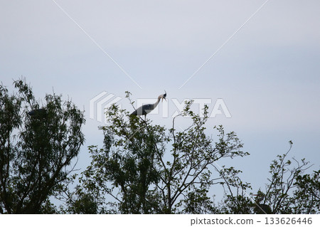 Grey heron perched on dry tree branches against clear blue sky 133626446