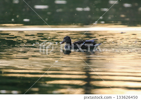 Mallard floating on green lake water near Regensburg in spring 133626450