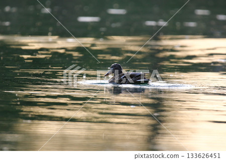 Mallard floating on green lake water near Regensburg in spring 133626451