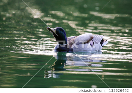 Mallard floating on green lake water near Regensburg in spring Mallard floating on green lake water near Regensburg in spring 133626462
