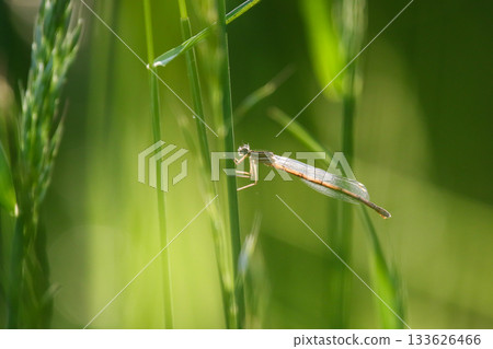 Female White Legged Damselfly Resting on Green Grass Blade in Natural Habitat 133626466
