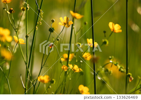 Close up of wild yellow ranunculus flowers blooming vibrantly in a sunny meadow Close up of wild yellow ranunculus flowers blooming vibrantly in a sunny meadow 133626469